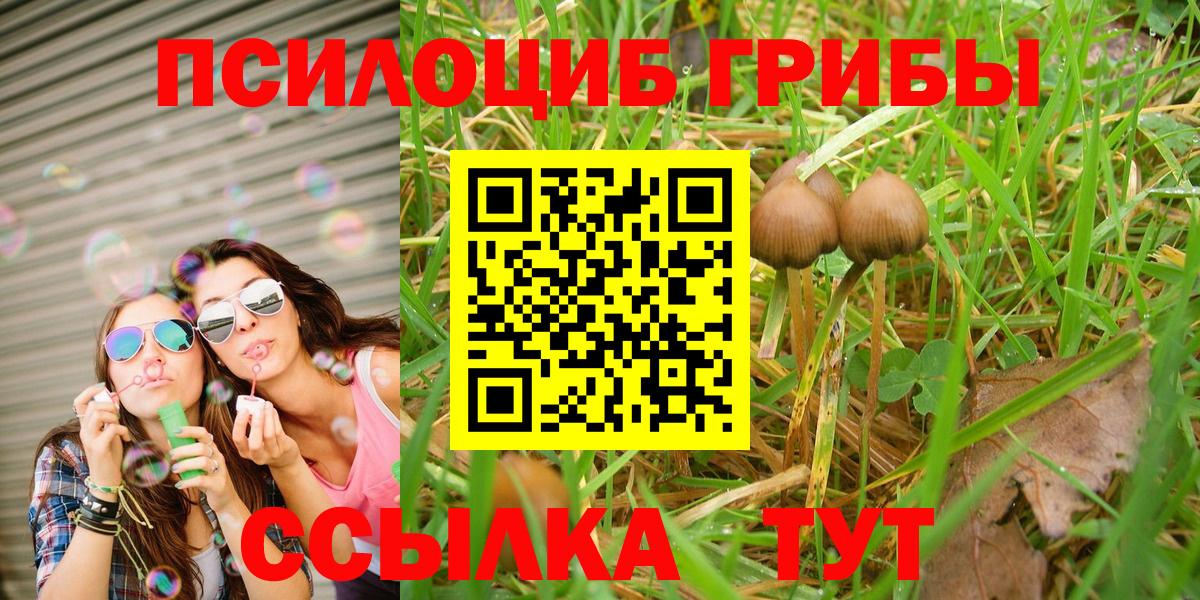 Псилоцибиновые грибы Psilocybine cubensis Мурино